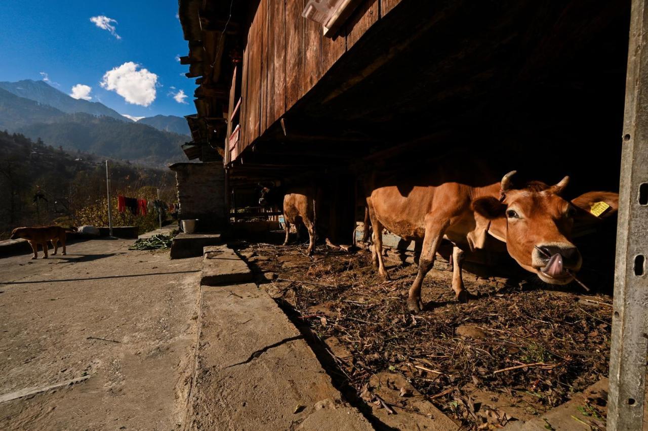 הוסטל Nagar  Zostel Dobhi, Manali מראה חיצוני תמונה